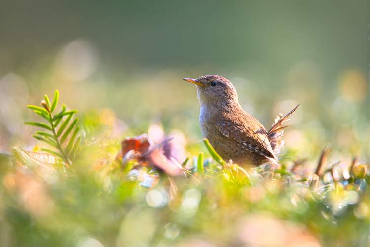 Wren